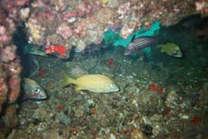 Fische im karibischen Meer von Venezuela